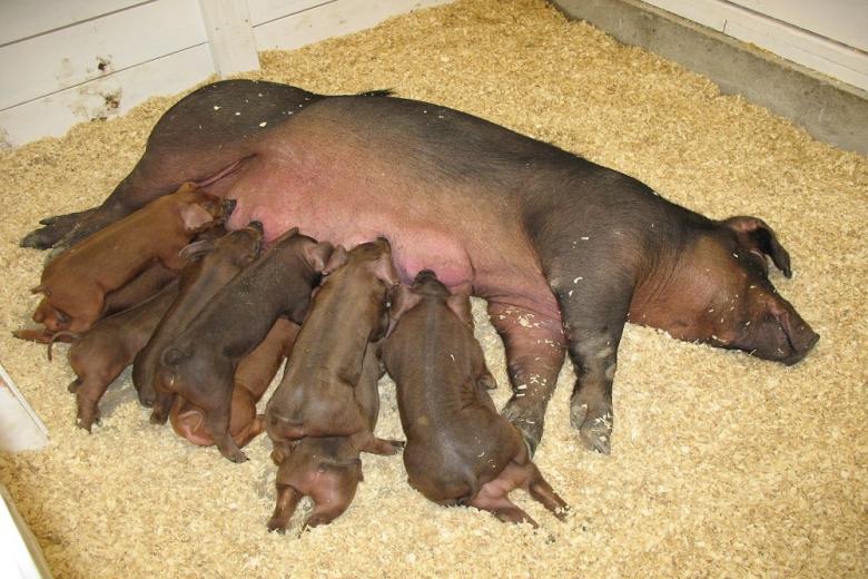 Агрокомпания «Талина» застраховала поголовье свиней на 5,3 млрд рублей